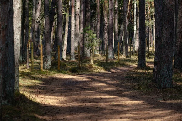 empty gravel dust road in forest with sun rays and shadows