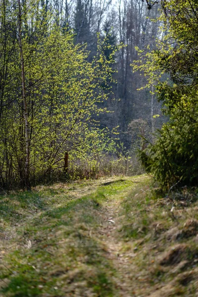 Пустая гравийная пыльная дорога в лесу с солнечными лучами и тенями — стоковое фото