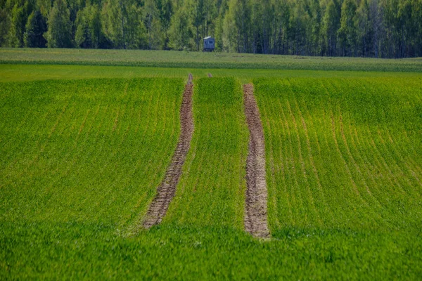 Verse groene landbouwvelden in lente tijd — Stockfoto