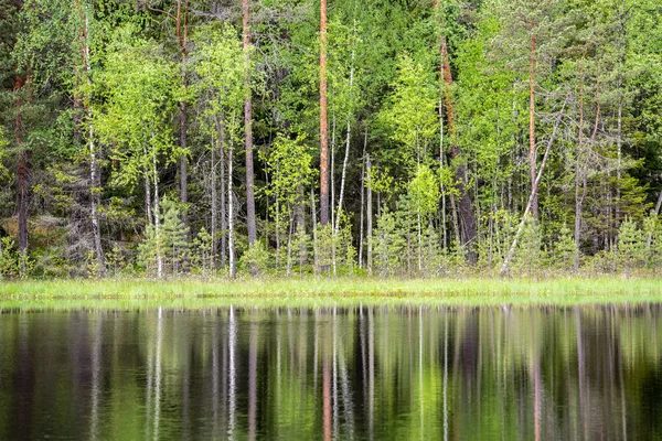 Φρέσκο πράσινο δάσος γύρω από τη λίμνη της χώρας με αντανακλάσεις του δέντρου — Φωτογραφία Αρχείου
