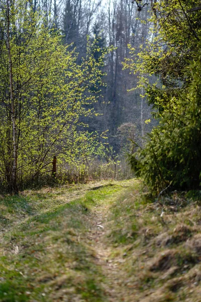 Порожня гравійна пилова дорога в лісі з сонячними променями і тінями — стокове фото
