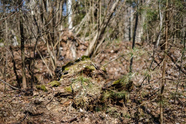 Suché kmeny v lesním pružině — Stock fotografie