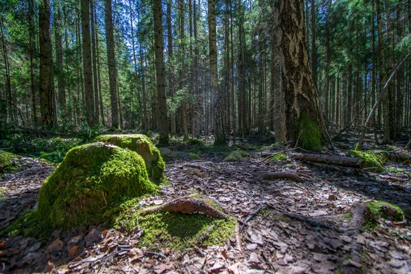 Mörk mystisk Gran träd skog med klippor och mossa — Stockfoto