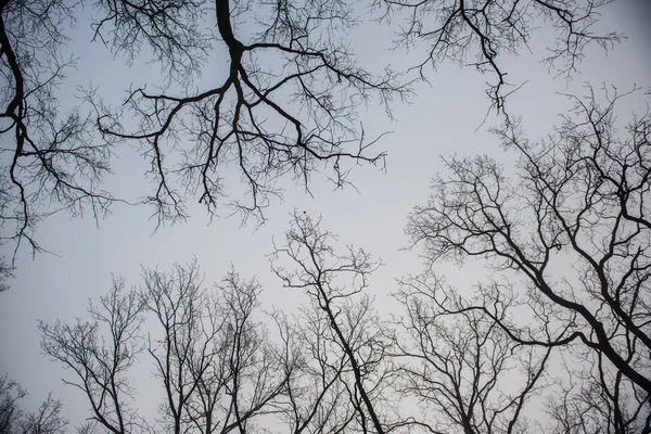 parkta sisli bir günde çıplak ağaç gövdeleri