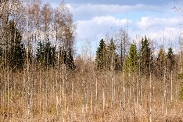 Обнаженные ветви деревьев ранней весной без листьев в серый день — стоковое фото