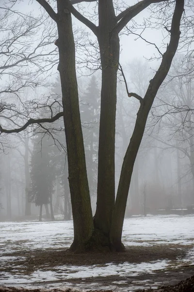 naked tree trunks in misty day in park