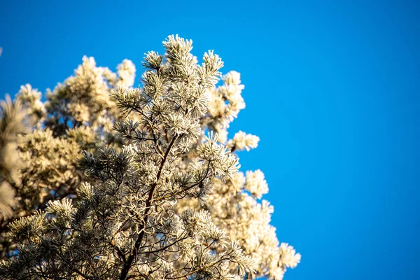 Bevroren boomtakken met vorst op blauwe hemel achtergrond — Stockfoto