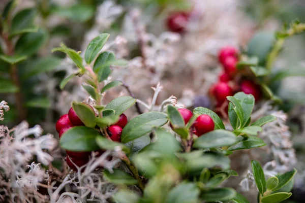Mirtilli rossi di mirtillo rosso che crescono nel muschio nella foresta — Foto Stock