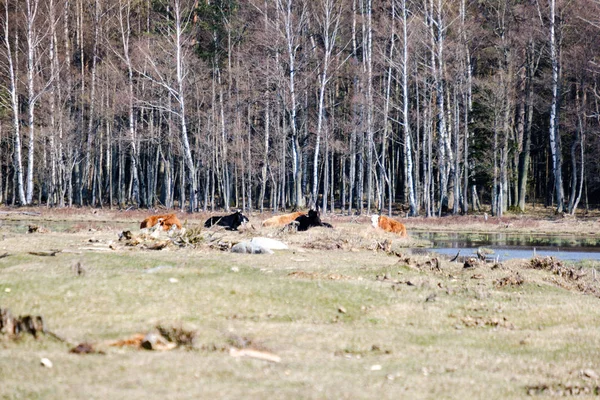 Дикие коровы на голых пастбищах весной — стоковое фото