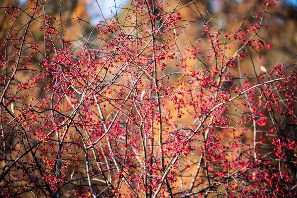 Herbst gefärbte goldene Baumblätter in der Natur an sonnigen Tagen — Stockfoto