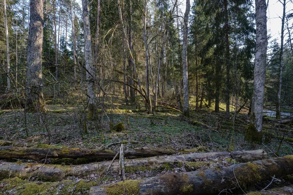 Камінь покритий річковим ліжком в лісі з низьким рівнем води — стокове фото