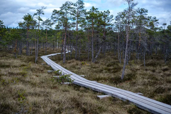 Bella passerella in legno plancia sentieri in palude par nazionale — Foto Stock