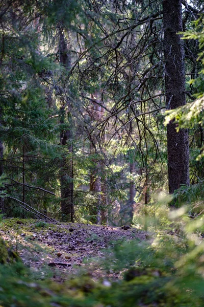 Route de gravier vide dans la forêt avec des rayons du soleil et des ombres — Photo