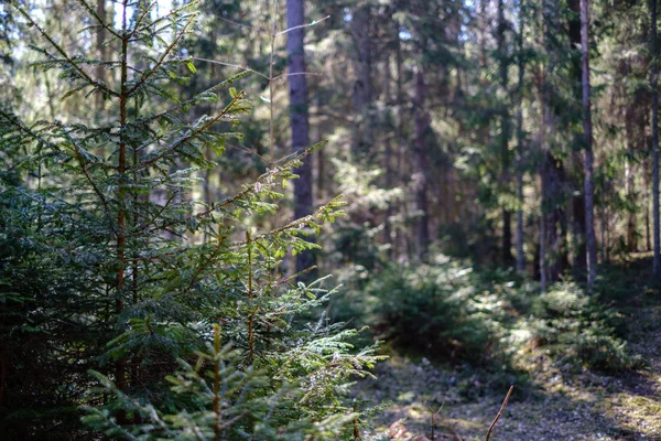 Young fresh spring green spruce tree forest in sunny day — Stock Photo, Image