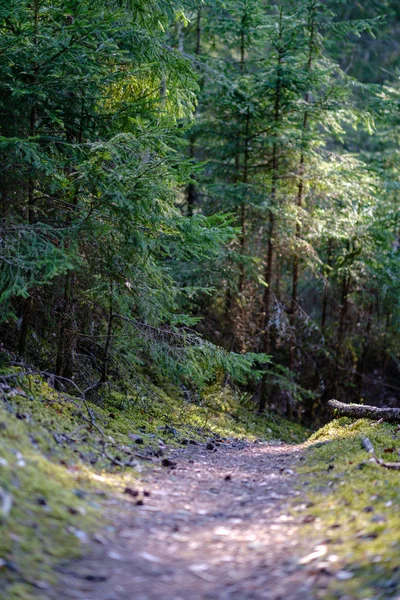 Camino de polvo de grava vacío en el bosque con rayos de sol y sombras —  Fotos de Stock