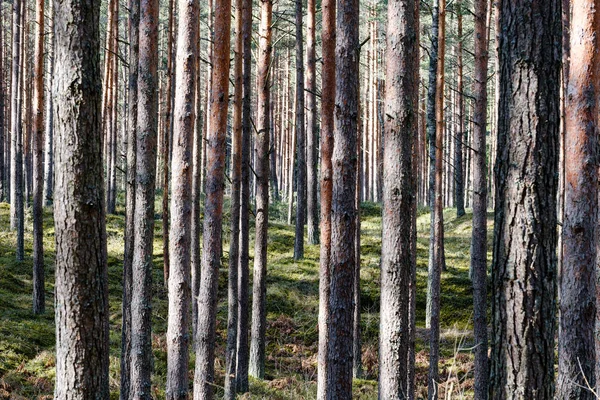 Troncos de árvores secas na primavera da floresta — Fotografia de Stock