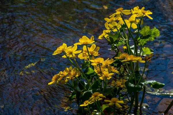 川のほとりに咲く黄色い春の花 — ストック写真