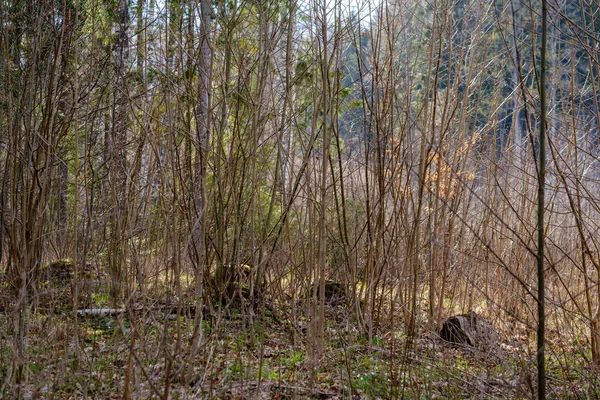 huş ağacı ve aspen ağacı ilk baharda ilk yaprakları yumurtadan ile büyümek