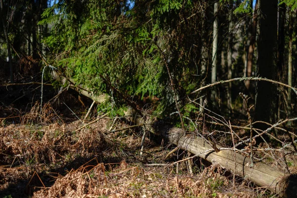 Mladý svěží jaro zelený smrk strom les v slunečný den — Stock fotografie