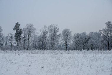 kışın karla kaplı tarla lar ve ormanlar. boş kırsal manzara