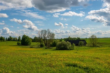 çiçekler ve mavi gökyüzü ile kırsal güneşli bir günde parlak yeşil çayır