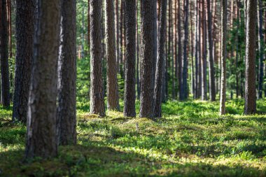 yaz aylarında yeşil yosun kaplı orman yatağı ile çam ağacı ormanda ağaç gövde duvar