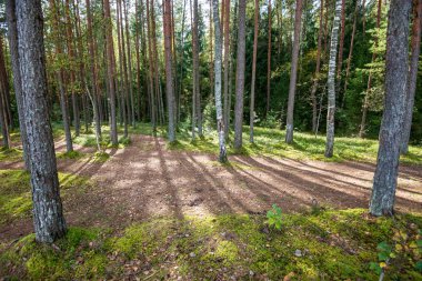 yaz aylarında yeşil yosun kaplı orman yatağı ile çam ağacı ormanda ağaç gövde duvar