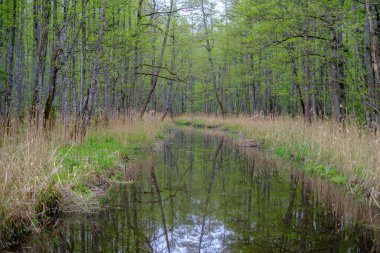 sakin su ve ağaçlardan yansımaları ile küçük orman nehri. yeşil yaz renkleri