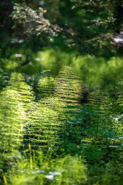 çiçekler ve mavi gökyüzü ile kırsal güneşli bir günde parlak yeşil çayır