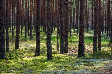 yaz aylarında yeşil yosun kaplı orman yatağı ile çam ağacı ormanda ağaç gövde duvar