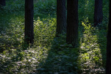 yaz aylarında yeşil yosun kaplı orman yatağı ile çam ağacı ormanda ağaç gövde duvar