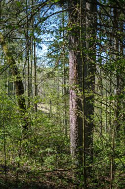 kabuğualtında eski işaretler ile ormanda çam ağacı gövdeleri. yeşil bahar