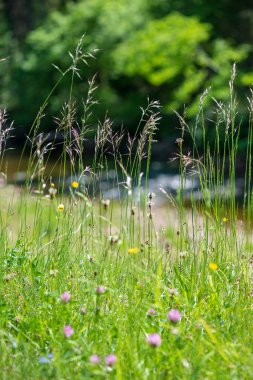 çiçekler ve mavi gökyüzü ile kırsal güneşli bir günde parlak yeşil çayır