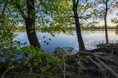 ağaç yaprakları ve dalları altında nehir tarafından güzel gün batımı. sakin su, bulutlar ve su yansımaları ile mavi gökyüzü. akşam yüzen ördekler