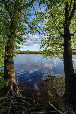 ağaç yaprakları ve dalları altında nehir tarafından güzel gün batımı. sakin su, bulutlar ve su yansımaları ile mavi gökyüzü. akşam yüzen ördekler
