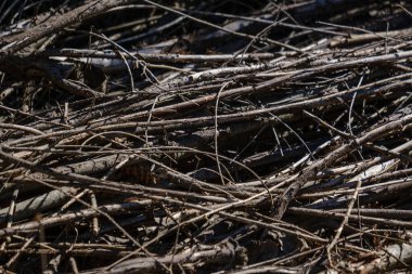 kuru yaprakları ve çalıları ile yeşil bahar ormanda eski kuru ağaç gövdeleri ve stomps