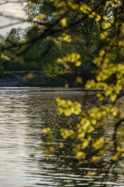 nehirde suyun üzerinde asılı taze yeşil yaprakları ile ağaç dalları. sakin suda gün batımı renkleri ve yansımaları