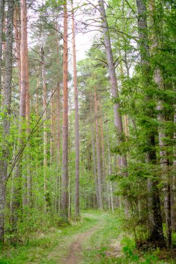 yeşil çim ve küçük çakıl taşları ile yaz yeşil ormanda küçük dar ayak yolu