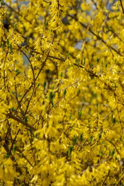 ilkbaharda çalılar ve ağaç dalları üzerinde parlak sarı çiçekleri