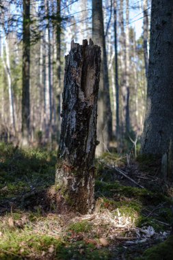 kuru yaprakları ve çalıları ile yeşil bahar ormanda eski kuru ağaç gövdeleri ve stomps