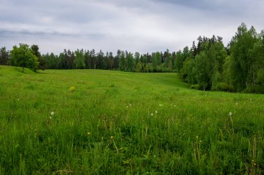 çiçekler ve mavi gökyüzü ile kırsal güneşli bir günde parlak yeşil çayır
