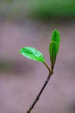 baharda taze genç ağaç yaprakları. bulanıklık arka plan ile makro çekimi