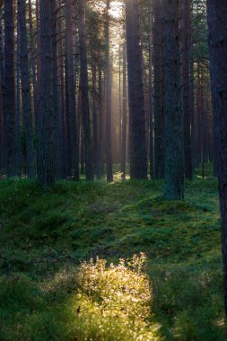 yaz aylarında yeşil yosun kaplı orman yatağı ile çam ağacı ormanda ağaç gövde duvar