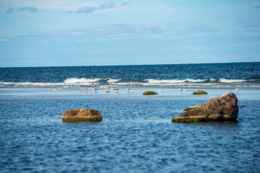 düşük gelgit ile yaz aylarında kayalar ve çim ile boş deniz plajı. Baltık denizi, Letonya kıyısı