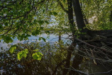 ağaç yaprakları ve dalları altında nehir tarafından güzel gün batımı. sakin su, bulutlar ve su yansımaları ile mavi gökyüzü. akşam yüzen ördekler