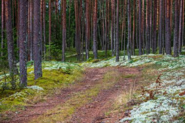yaz aylarında yeşil yosun kaplı orman yatağı ile çam ağacı ormanda ağaç gövde duvar