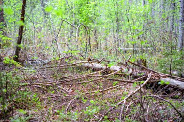kuru yaprakları ve çalıları ile yeşil bahar ormanda eski kuru ağaç gövdeleri ve stomps