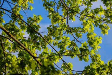Mavi arka planda taze yeşil bir elma ağacı yaprağı. bahar renk deseni gün batımı renklerinde