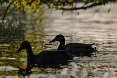 yaban idamı gün batımında ağaçların altında nehirde yüzen yaban ördeği. yaz ılık su renkleri