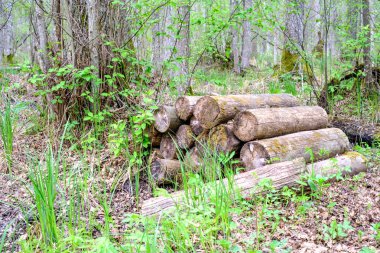 kuru yaprakları ve çalıları ile yeşil bahar ormanda eski kuru ağaç gövdeleri ve stomps